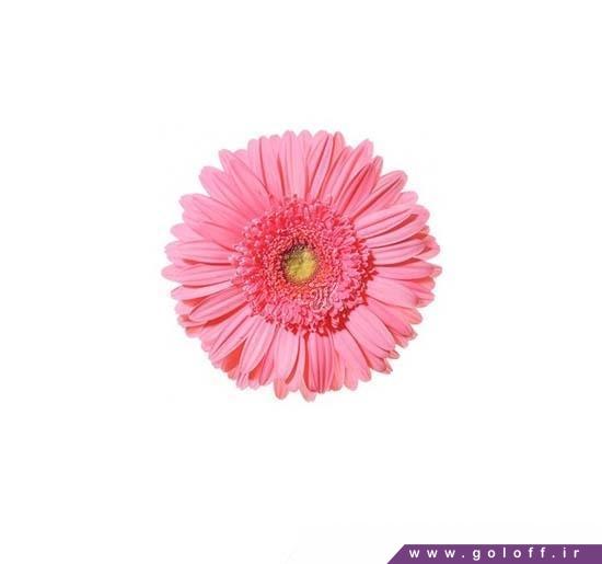 گل ژربرا اسمارا - Gerbera | گل آف